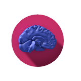 Interactive Neuro Anatomy 3D icon