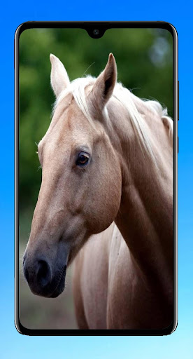 Android application Horse Wallpaper 4K screenshort