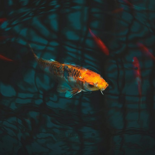 Koi Wallpapers logo