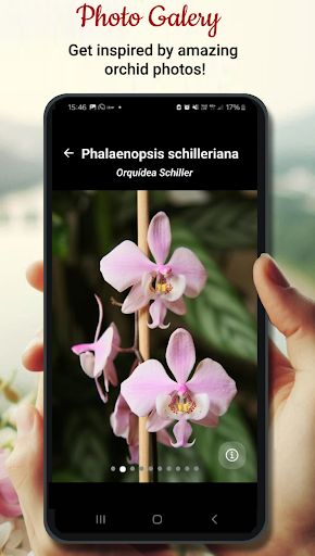 Orchid Catalog