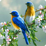 Singing Birds Live Wallapaper icon