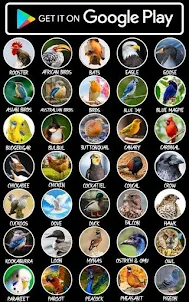 Australian Birds Ringtones