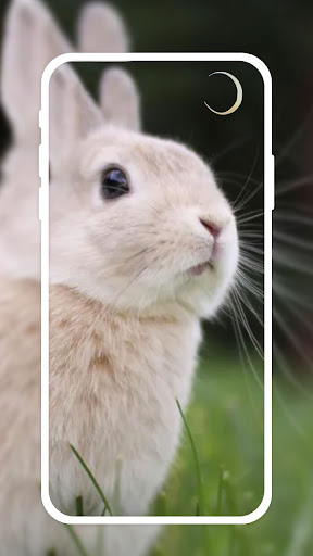 Cute Bunny Live Wallpapers HD