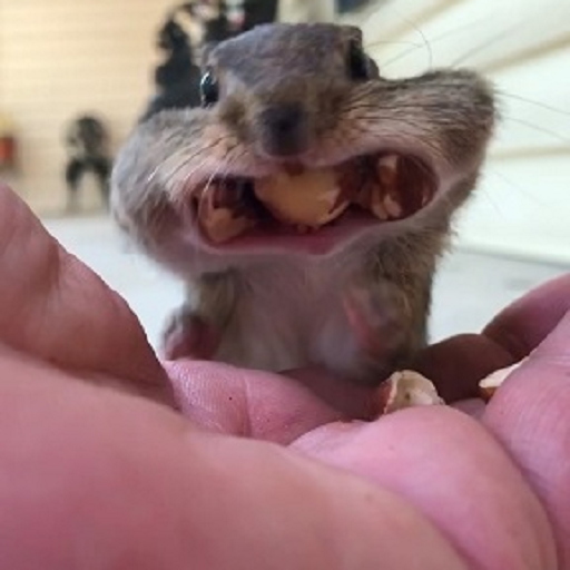 ChipmunksOfTiktok Ringtones logo