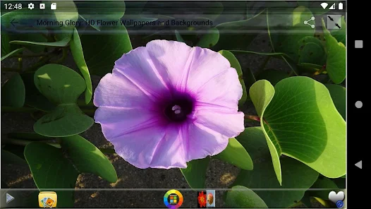 アサガオ Hdフラワーの壁紙と背景 Google Play のアプリ