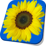 Sunflower Live Wallpaper Free icon