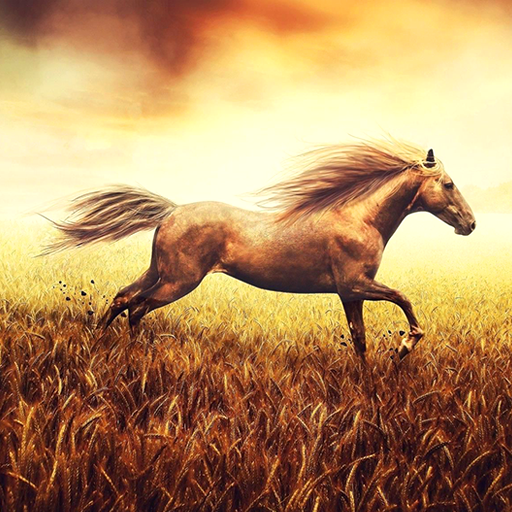 Horse Pictures Live Wallpaper - Apps on Google Play