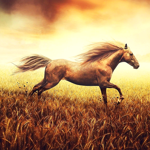 flying fire horse wallpaper