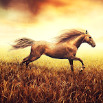 Cover Image of Download Horse Pictures Live Wallpaper 2.11 APK