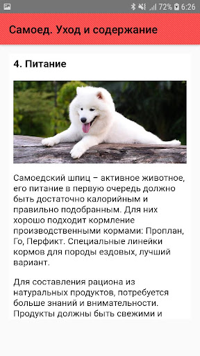 Самоед. Уход и содержание