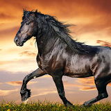 Horses Live Wallpaper HD icon
