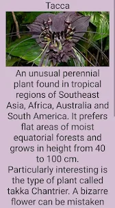 Types of exotic plants