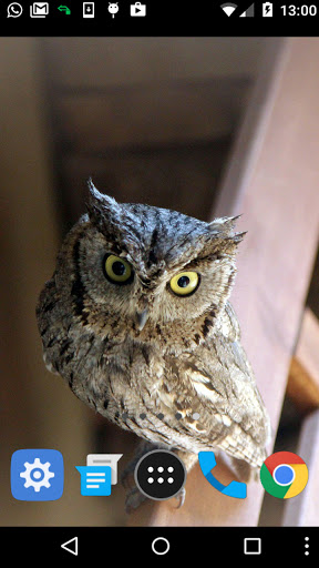 baby owl wallpaper Screen 2