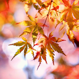Beautiful Autumn Live Wallpape icon