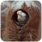 Cover Image of डाउनलोड Nests Wallpaper 1.05 APK