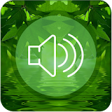 Relax Forest Sounds Nature icon