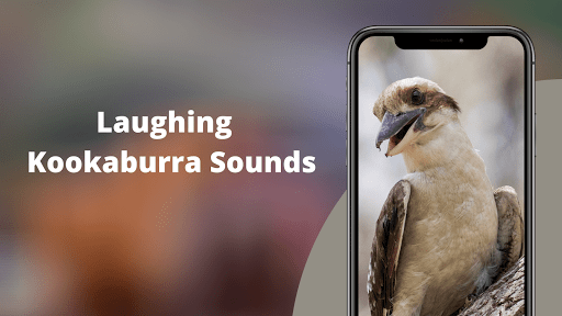 Laughing Kookaburra Sounds