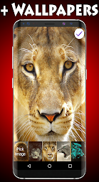 Lions Lock Screen & Wallpaper