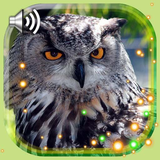 Owls HD Live Wallpaper