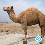 Rapid Camel Simulator icon