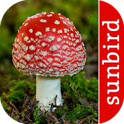 Mushroom Id: USA & Canada  Icon
