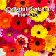 Cute Wallpaper Colorful Gerbera Flowers Theme
