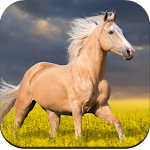 Cover Image of Download Horse Wallpaper 1.02 APK