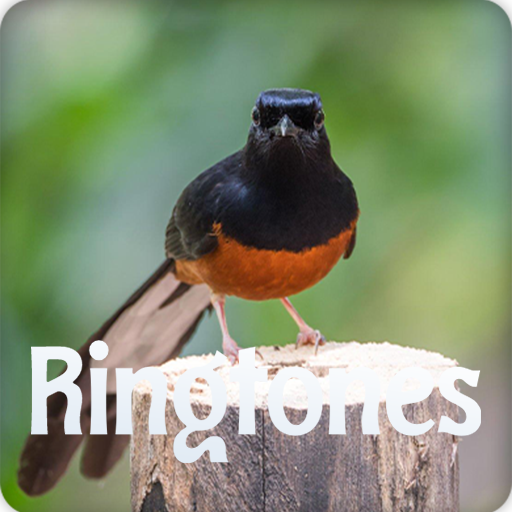 Master Kicau Burung Murai Batu Download on Windows