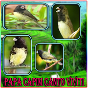 Canto de Papa Capim Viviti completos