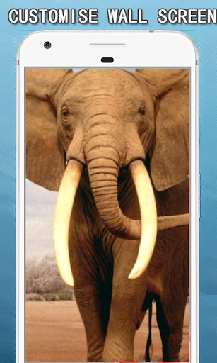 All Animals Wallpapers Hd Screen 3