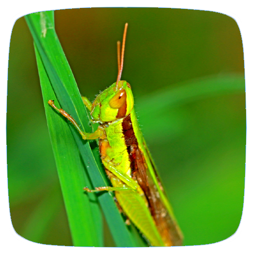 Cricket Sounds logo