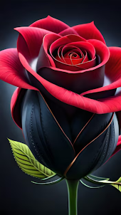 Rose Wallpaper Flower 3D image