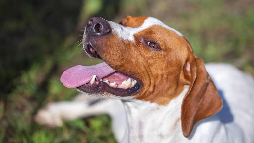 English Pointer Screen 3