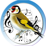 Goldfinch Trainer icon