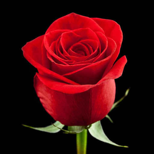 Beautiful flowers pictures Screen 2