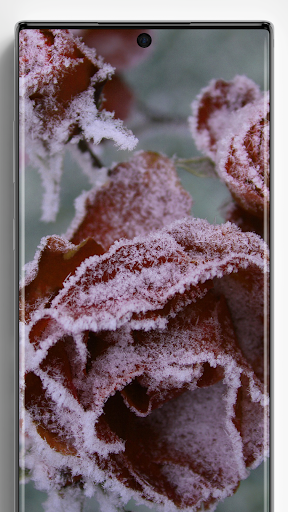Frozen Wallpapers Screenshot 3 - AppWisp.com