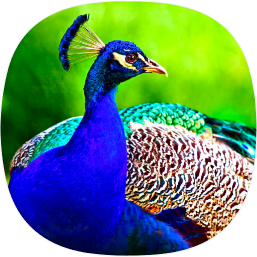 Peacock Ringtones logo