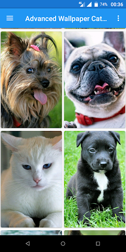 Cats and Dogs Wallpapers