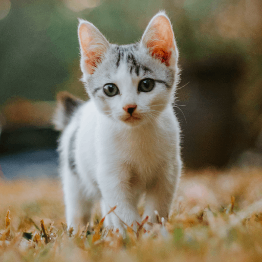 Cat & Kittens Wallpapers 2023 logo