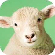 Sheep Sounds app icon
