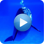 Cover Image of 下载 Dolphins - Sound to relax 1.7 APK