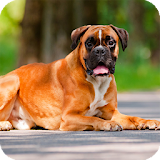 Boxer Dog Pack 2 Wallpaper icon