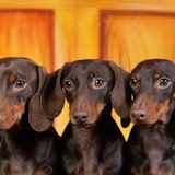 Dachshund hd Wallpapers icon