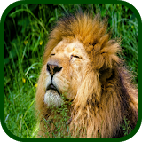 Zoo Animals Fun Games For Kids icon
