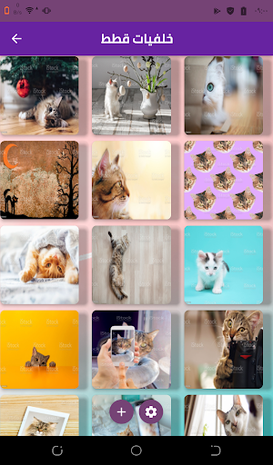 حقائق عن القطط