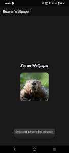 Beaver Wallpaper