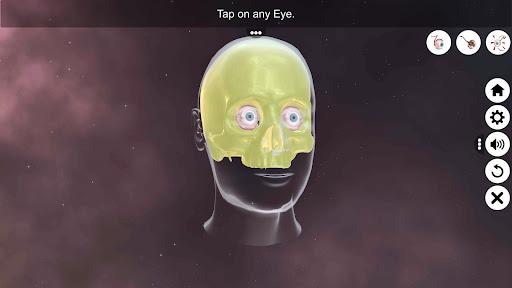 The Eye (Anatomy & Physiology) Screen 2