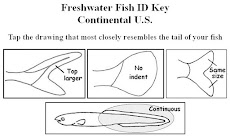 Fish ID Key - U.S. Freshwaterのおすすめ画像4