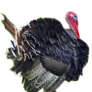 Thanksgiving Sounds