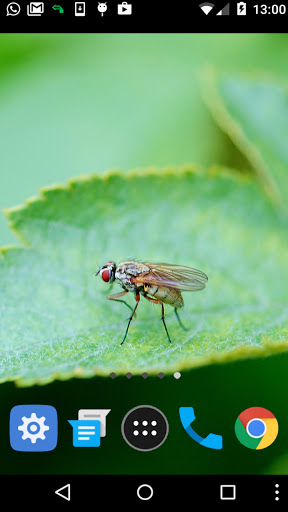 flies wallpaper Screen 2